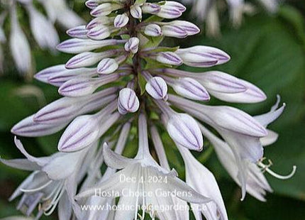 Floramora (12"x30") - Hosta Choice Gardens - Becancour, QC