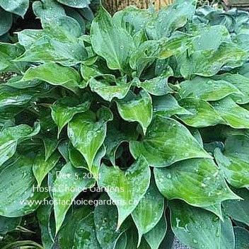 Floratini (7"x18") - Hosta Choice Gardens - Becancour, QC