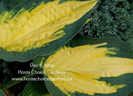 Forbidden Fruit (18"x35") PP24,001 - Hosta Choice Gardens - Becancour, QC