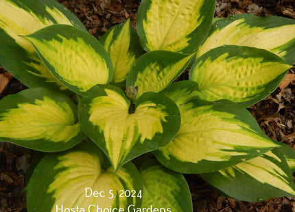 Forbidden Fruit (18"x35") PP24,001 - Hosta Choice Gardens - Becancour, QC