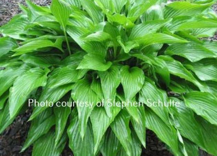 Foxfire Zulu (28"x71") - Hosta Choice Gardens - Becancour, QC