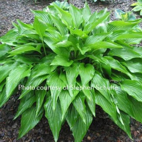 Foxfire Zulu (28"x71") - Hosta Choice Gardens - Becancour, QC