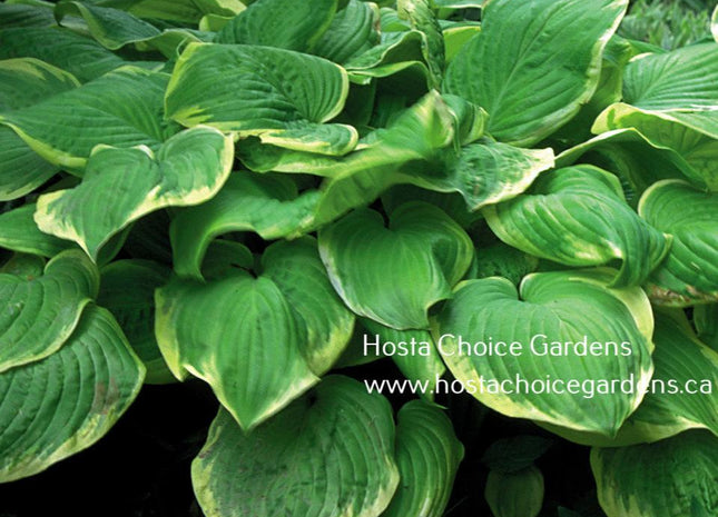 Fragrant Bouquet (22"x48") - Hosta Choice Gardens - Becancour, QC