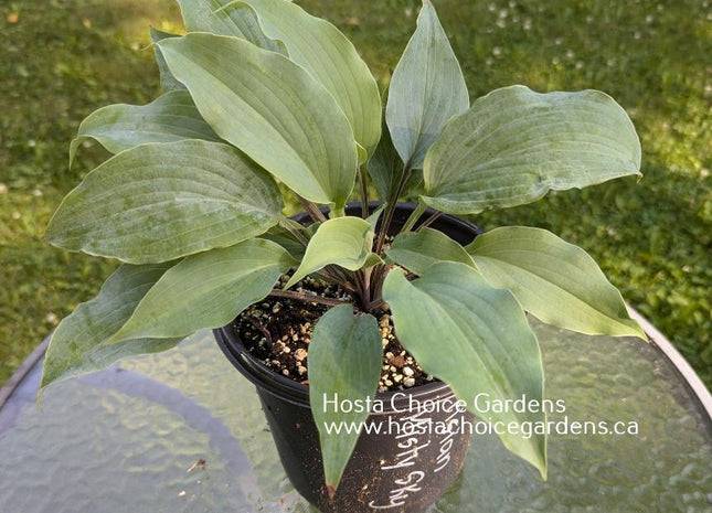 Frisian Misty Sky (14"H) - Hosta Choice Gardens - Becancour, QC