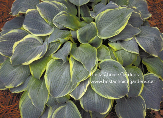 Frosted Dimples (12"x32") - Hosta Choice Gardens - Becancour, QC