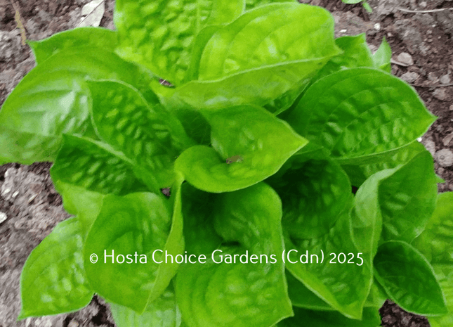 Fruit Cup (9"x15") - Hosta Choice Gardens - Becancour, QC