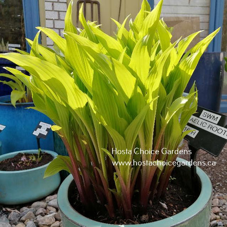 Gaelic Roots O/S (16"x32") Hosta Choice Gardens Introduction - Hosta Choice Gardens - Becancour, QC