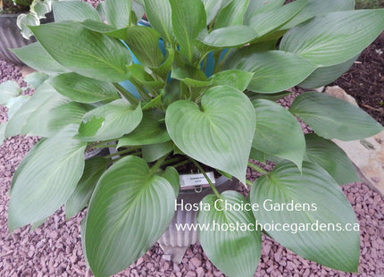 Gateway Arch (22"x45") - Hosta Choice Gardens - Becancour, QC