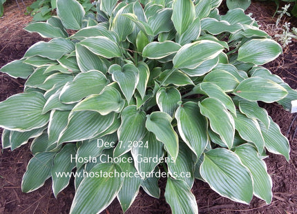 Gay Blade (20"x53") - Hosta Choice Gardens - Becancour, QC