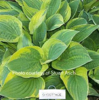 Ghostface O/S (18"x51") - Hosta Choice Gardens - Becancour, QC