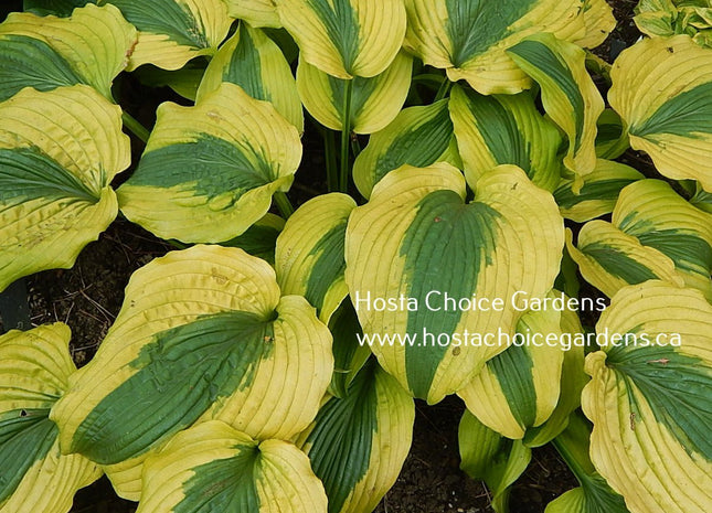 Goodness Gracious (20"x28") PP23,081 - Hosta Choice Gardens - Becancour, QC