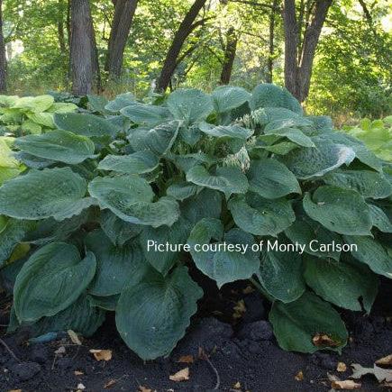 Gray Wolf O/S (30"x60") - Hosta Choice Gardens - Becancour, QC