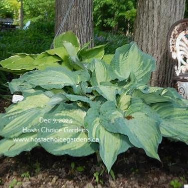 Guardian Angel (21"x58") - Hosta Choice Gardens - Becancour, QC