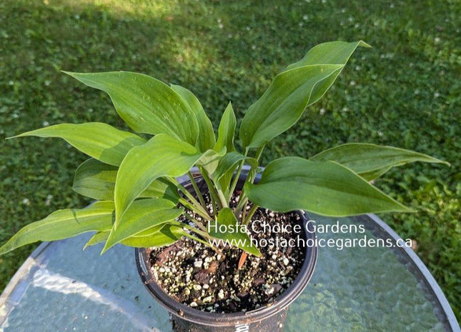 Hans Solo (39"x76") - Hosta Choice Gardens - Becancour, QC