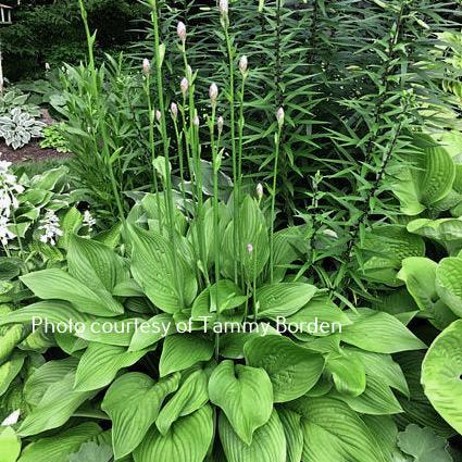 Heideturm (23"x46") - Hosta Choice Gardens - Becancour, QC