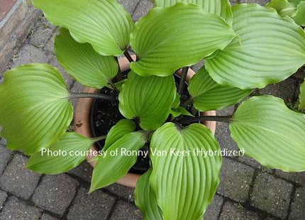 Holar Black Swan (16"x30") - Hosta Choice Gardens - Becancour, QC