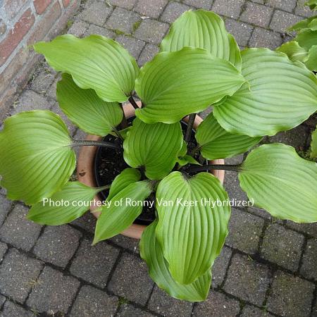 Holar Black Swan (16"x30") - Hosta Choice Gardens - Becancour, QC