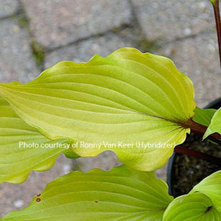 Holar Garnet Crow (16"x30") - Hosta Choice Gardens - Becancour, QC