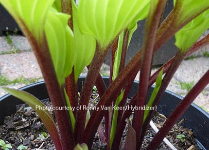 Holar Garnet Crow (16"x30") - Hosta Choice Gardens - Becancour, QC