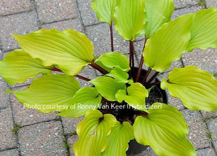 Holar Garnet Crow (16"x30") - Hosta Choice Gardens - Becancour, QC