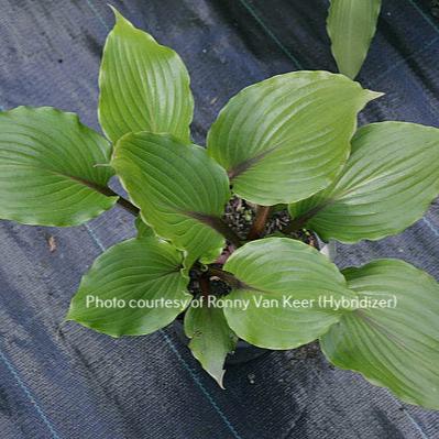 Holar Red Spear (17"x30") - Hosta Choice Gardens - Becancour, QC