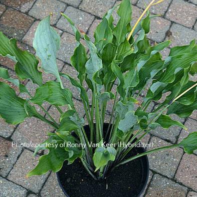 Holar Wild Side (18"x25") - Hosta Choice Gardens - Becancour, QC