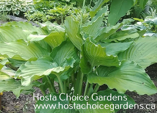 In The Line of Duty (32"x60") Hosta Choice Gardens Introduction - Hosta Choice Gardens - Becancour, QC