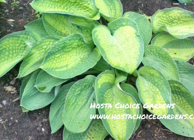 Indy Winner's Circle (14"H) - Hosta Choice Gardens - Becancour, QC