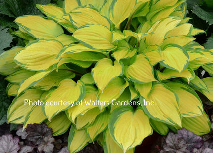 Island Breeze (12"x18") PP27,151 - Hosta Choice Gardens - Becancour, QC