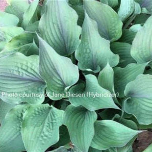 Jane's Blush (12"x26") - Hosta Choice Gardens - Becancour, QC