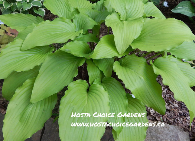 Jim Hawes (18"H) - Hosta Choice Gardens - Becancour, QC