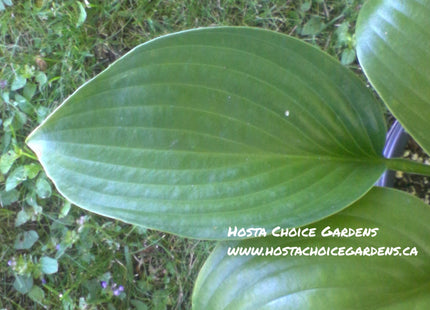 Joseph (20"x46") - Hosta Choice Gardens - Becancour, QC