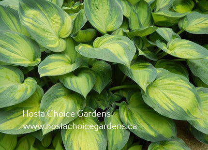 June (16"x37") - Hosta Choice Gardens - Becancour, QC