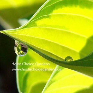 June (16"x37") - Hosta Choice Gardens - Becancour, QC