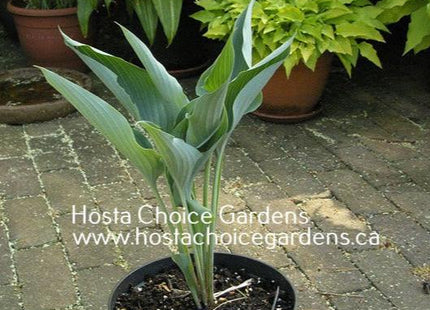 Kempen Sky High (16"x12") - Hosta Choice Gardens - Becancour, QC