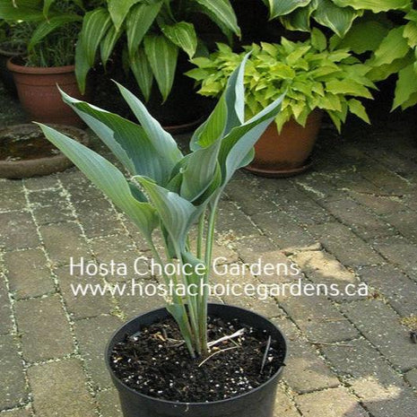 Kempen Sky High (16"x12") - Hosta Choice Gardens - Becancour, QC