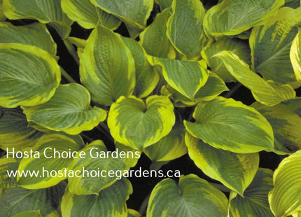 Key Lime Pie (18"x44") - Hosta Choice Gardens - Becancour, QC