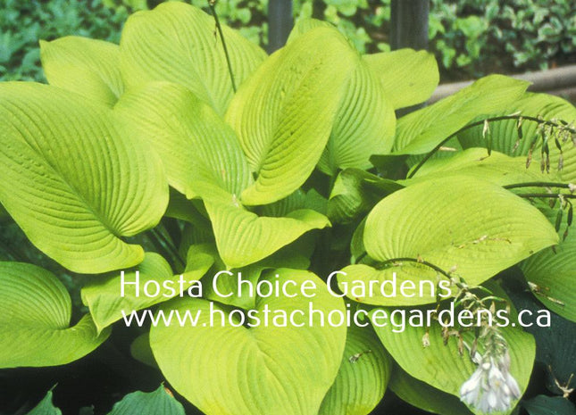 Key West (28"x88") - Hosta Choice Gardens - Becancour, QC