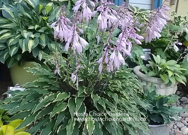 Kinky Boots (14"H) - Hosta Choice Gardens - Becancour, QC