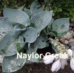 Kiwi Blue Baby (8"x20") - Hosta Choice Gardens - Becancour, QC