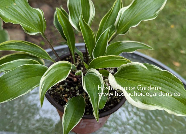 Lady Luck (15"H) - Hosta Choice Gardens - Becancour, QC