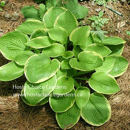 Lakeside Alex Andra (12"x30") - Hosta Choice Gardens - Becancour, QC