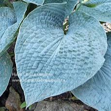 Lakeside Blue Jeans (22"x47") - Hosta Choice Gardens - Becancour, QC