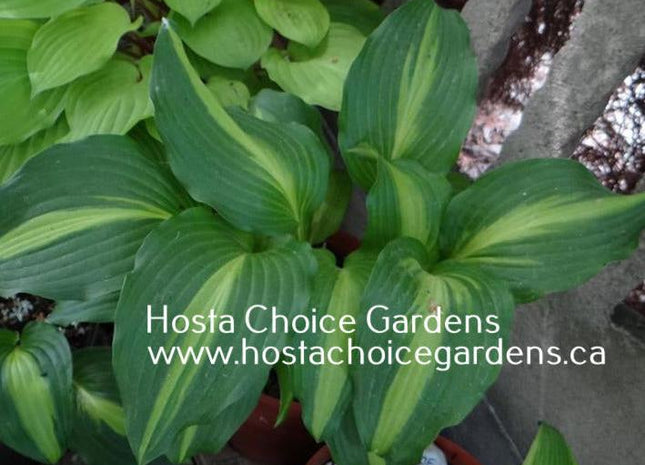 Lakeside Dividing Line (16"x27") - Hosta Choice Gardens - Becancour, QC