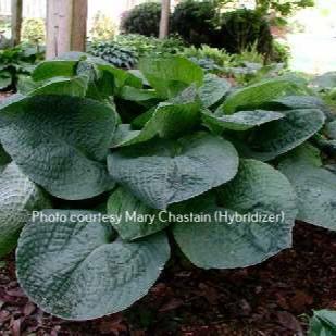 Lakeside Un - Huh O/S (28"x72") - Hosta Choice Gardens - Becancour, QC