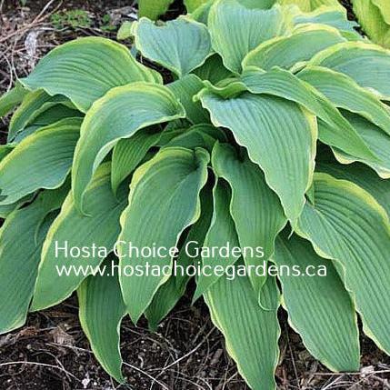 Landslide (14"x48") - Hosta Choice Gardens - Becancour, QC