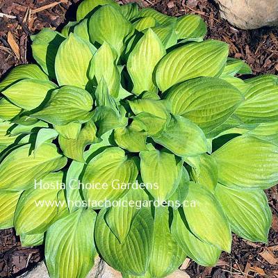 Laura Lanier (18"x40") - Hosta Choice Gardens - Becancour, QC