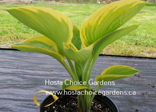 Laurence O/S (21"x35") Hosta Choice Gardens Introduction - Hosta Choice Gardens - Becancour, QC