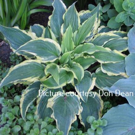 Leather and Lace (11"x28") - Hosta Choice Gardens - Becancour, QC