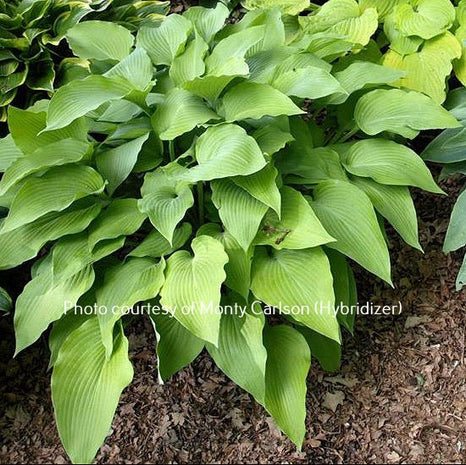 Lemon Smoothie O/S (17"H) - Hosta Choice Gardens - Becancour, QC